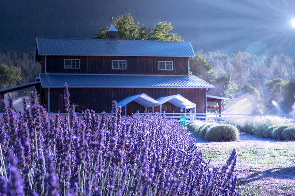 applegate river lavender farm